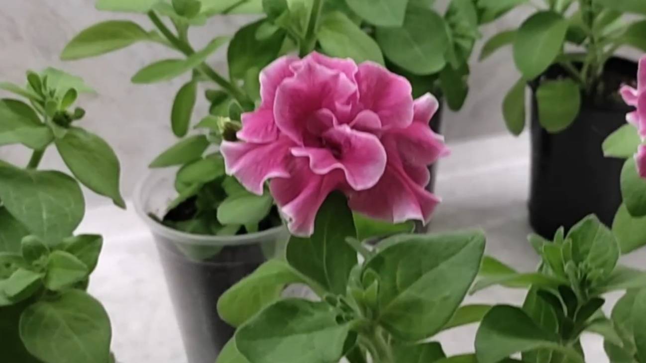 Как выросла рассада Петунии за 17 дней (обзор) смотреть онлайн