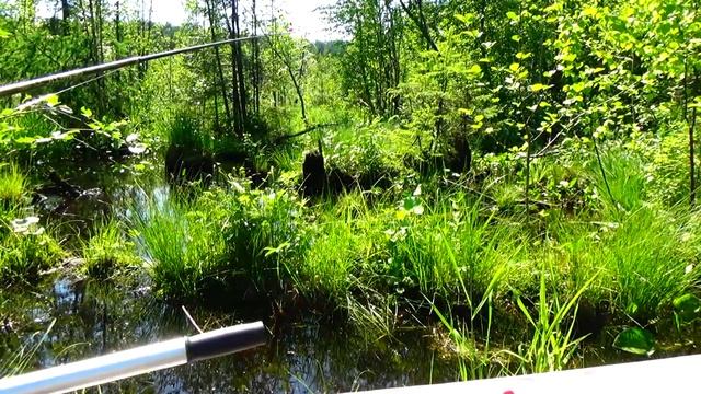 Окунь живёт под корягой. Рыбалка на Окуня на Таёжном озере смотреть онлайн