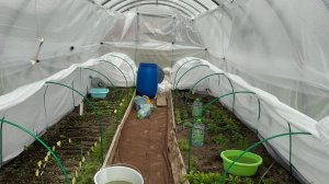 26.04.25 защита от заморозков, всхожесть цветов в теплице. Влог