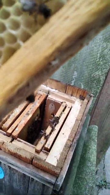 Забутий нуклеус смотреть онлайн