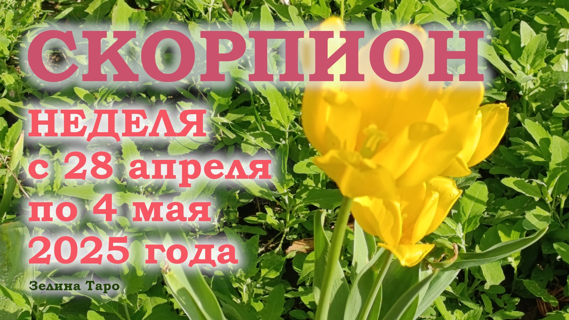 СКОРПИОН | ТАРО прогноз на неделю с 28 апреля по 4 мая 2025 года