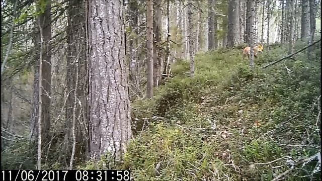 лиса на фотоловушку смотреть онлайн