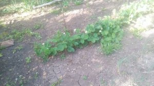 VID_20250427_160812.mp4