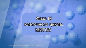 Митоз