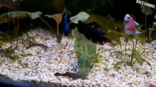 Аквариум как быстро сомик найдет таблетку смотреть онлайн