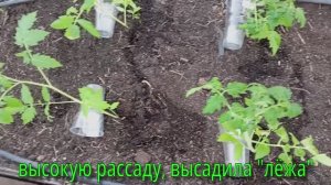 Как  прошла посадка томатов в теплицу