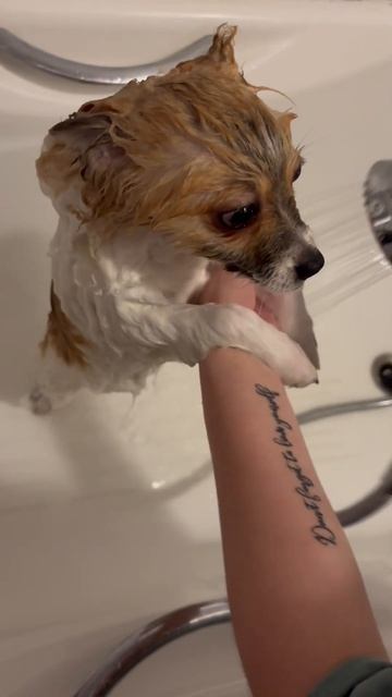 Маман заставила мыться… 😩😿#собака #собака #рек #шпиц #рекомендации #собаки #реки