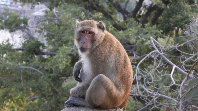 Дикий Таиланд. Одно утро стаи макак-крабоедов смотреть онлайн