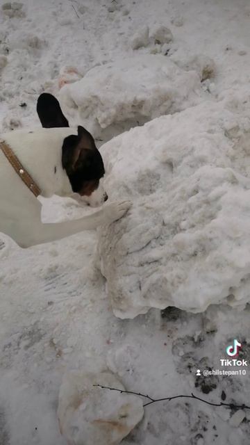 Майкимайк. Майкомка. Ты не ты,когда голоден)