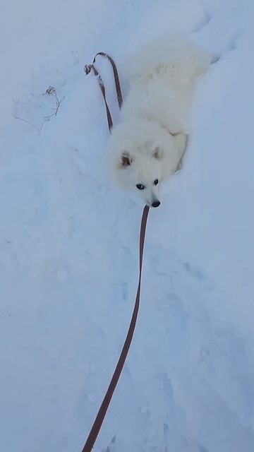 Пошли гулять !!! Васюся смотреть онлайн