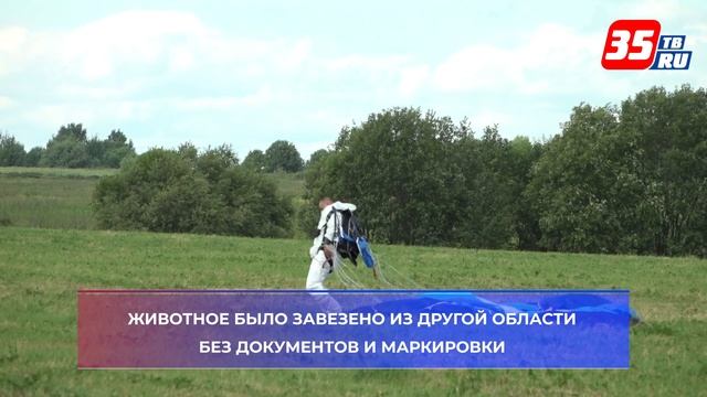 Ветеринарные службы планируют поддерживать статус благополучия области по этому показателю смотреть онлайн