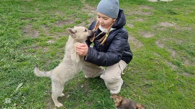 прогулка с собаками🐶🐕 пошёл снег?☃️🌨