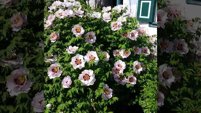 Архив. Древовидный пион у маминой хаты. смотреть онлайн