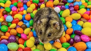 Детское видео про милого хомячка