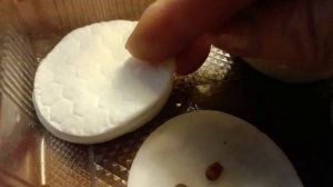 Проращивание семян арбузов в ватных дисках