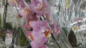 Новые орхидеи в ТЦ. Обзор.