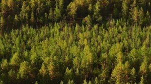 Еда наших. Якутия рыба на противне, рыба на шпажке и индигирка.