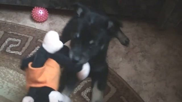 Маленький щенок играет и грызет игрушку
