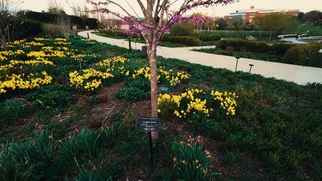 Вечер в ботаническом саду