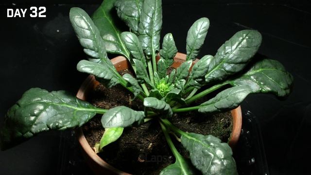 Growing Spinach in Pot from Seed to Flower (50 Days Timelapse) смотреть онлайн