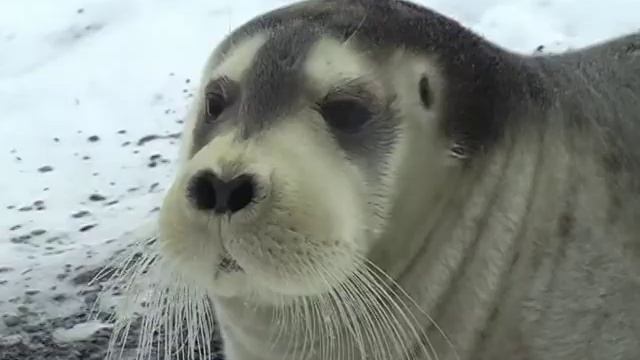 Крайний СеверF