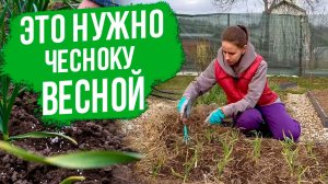 Уход за чесноком весной. ЭТО ВАЖНО СДЕЛАТЬ!