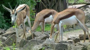 Презентация для детей " Животные Африки". Развивалки "Умный Ребенок"