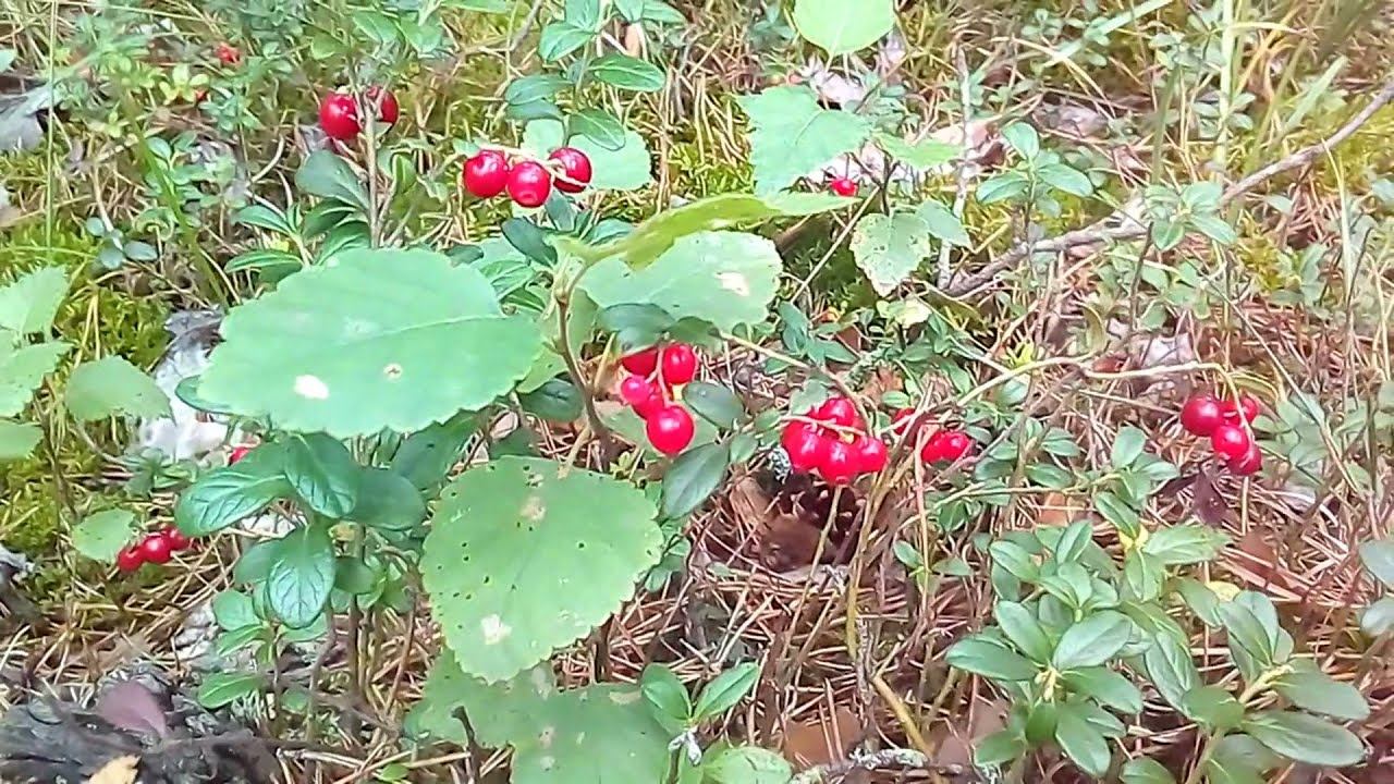 Собираем бруснику смотреть онлайн