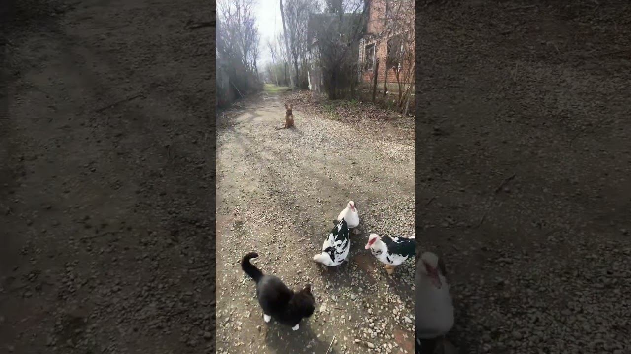 Команда сидеть с раздражителями/ Ам.Стафф Тайсон смотреть онлайн