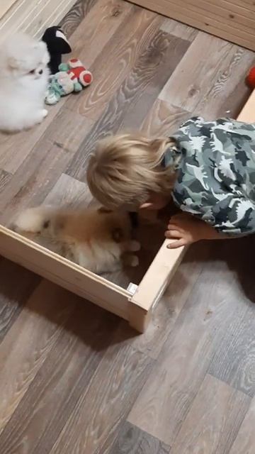 щенки шпица смотреть онлайн