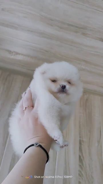 #померанский_шпиц #шпиц #шпицуля #щенкимосква #spits #spitsfire #шпицбу #щенки #москва #померанский