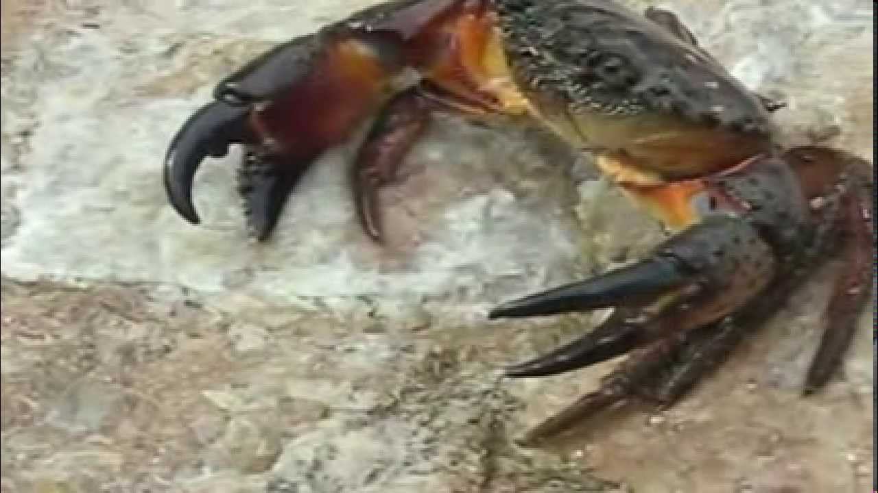 Развивающее видео для детей от года - Обитатели моря смотреть онлайн