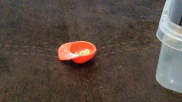 Готовим дома у Хомяка Снежка. News. Дом Хомяка Снежка.🍽️🍱🍜🍳🥪🥃