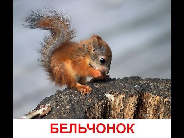 Дикие животные и их детеныши. Развивающий мультик для детей от года смотреть онлайн