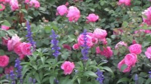 Под солнцем. Сергей Чекалин