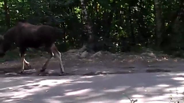 Лось в Москве июль 2014 г. смотреть онлайн