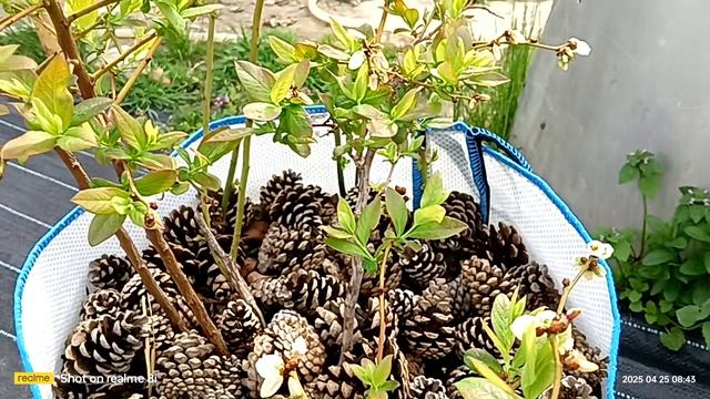 голубика как пережила зиму 24 на 25 год. прогноз на урожай