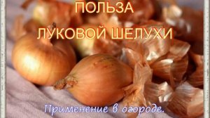 Польза луковой шелухи.Применение в огороде.