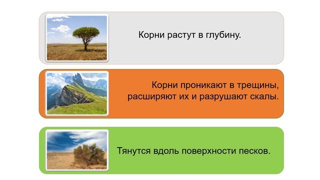 Урок сельскохозяйственного труда "Виды корней и типы корневых систем" смотреть онлайн