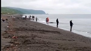 Сахалин # Новиково # рыбалка горбуша