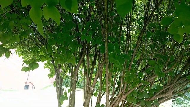 В парке перед Красной площадью растут очень красивые кустарники и деревья! 🌲🌳🌴