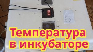 Какую температуру ,я устанавливаю для выведения цыплят в инкубаторе.