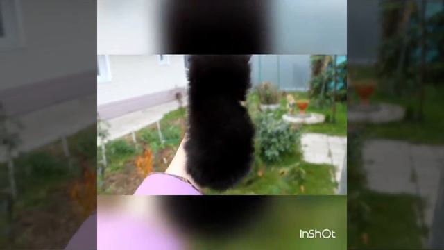 Чёрная мини девочка пом.шпица.