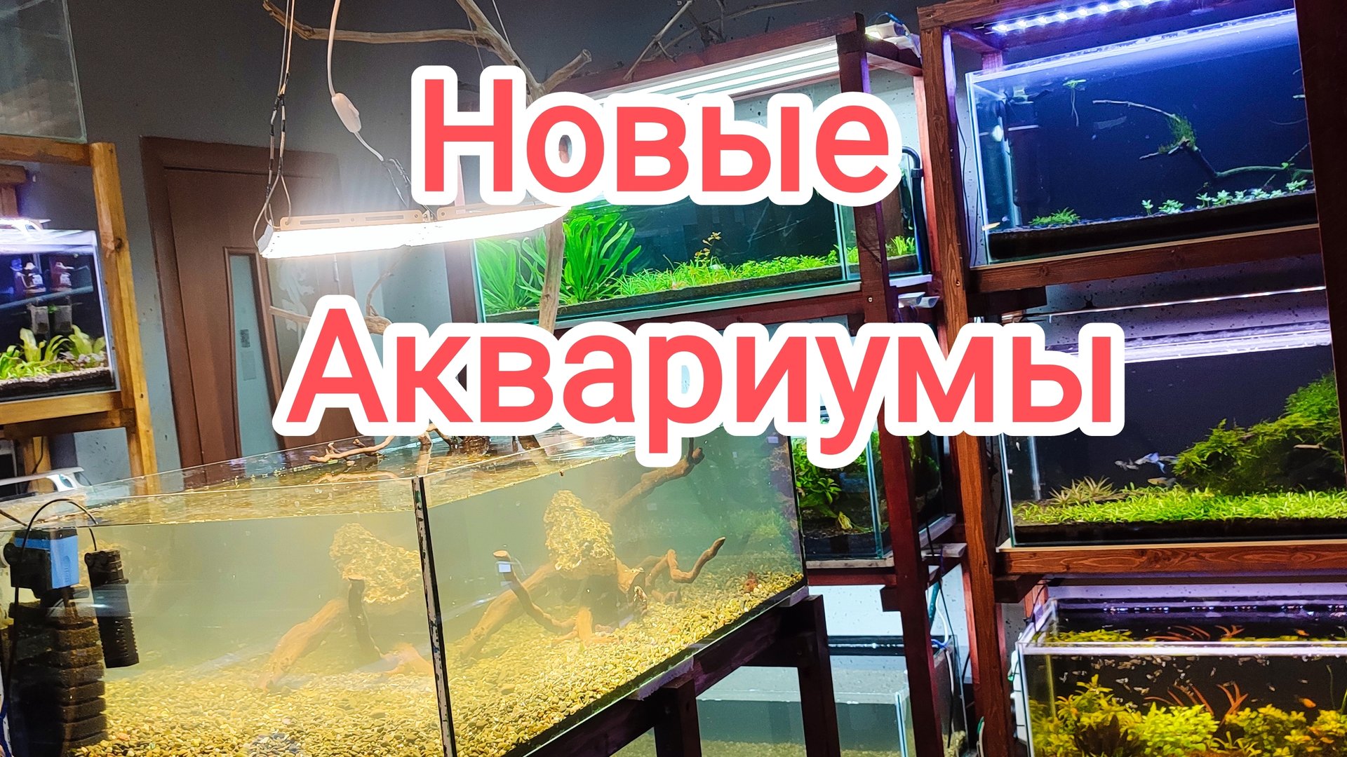 Стеллаж для аквариумов и новые аквариумы в студии смотреть онлайн