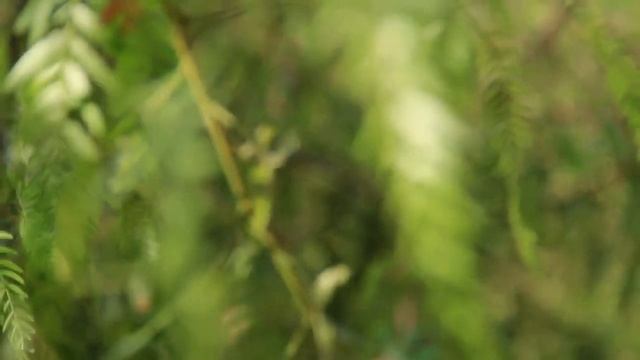 PYT 2012 0063 Pumahuida смотреть онлайн