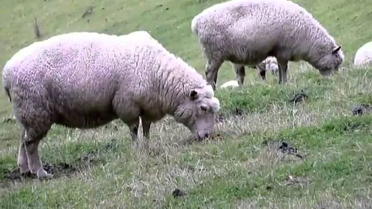 Домашние животные - Презентация для детей смотреть онлайн