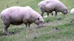 Домашние животные - Презентация для детей