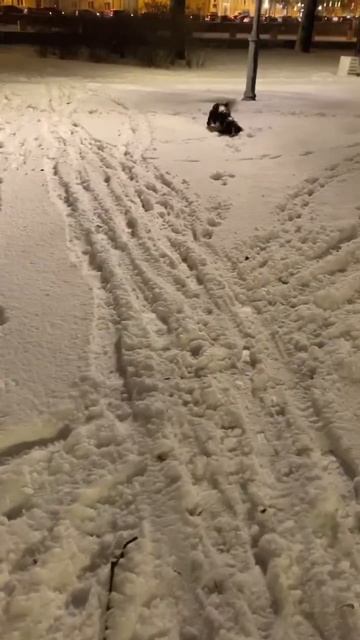 В Питере снег☃️ наш БенДжо на прогулке