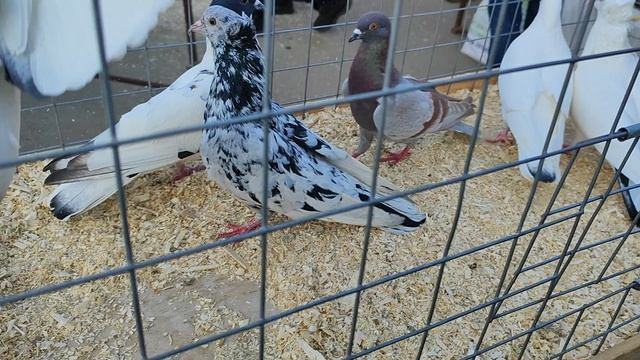 27.04.2025г ст. Бронницы ч. 1 👍 смотреть онлайн