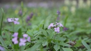 ЗУБЯНКА ПЯТИЛИСТНАЯ ПОЛЕЗНЫЕ СВОЙСТВА